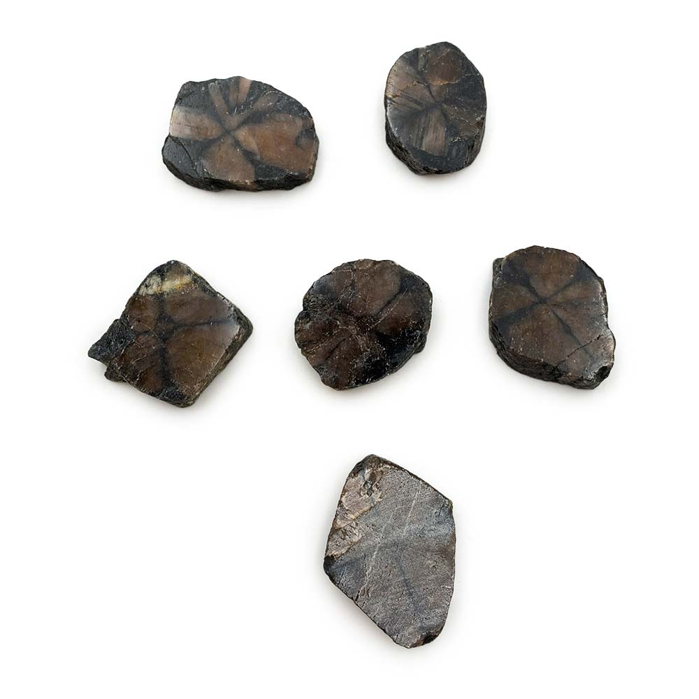 Chiastolite - Pierre Brute Semi Polie