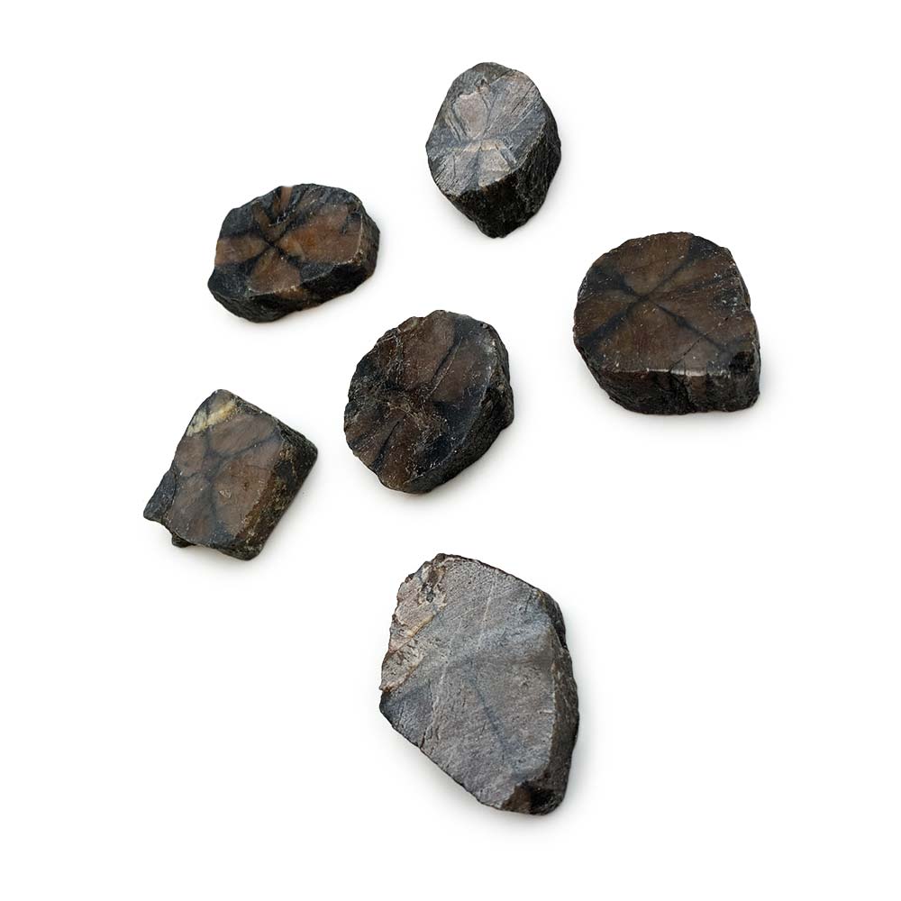 Chiastolite - Pierre Brute Semi Polie