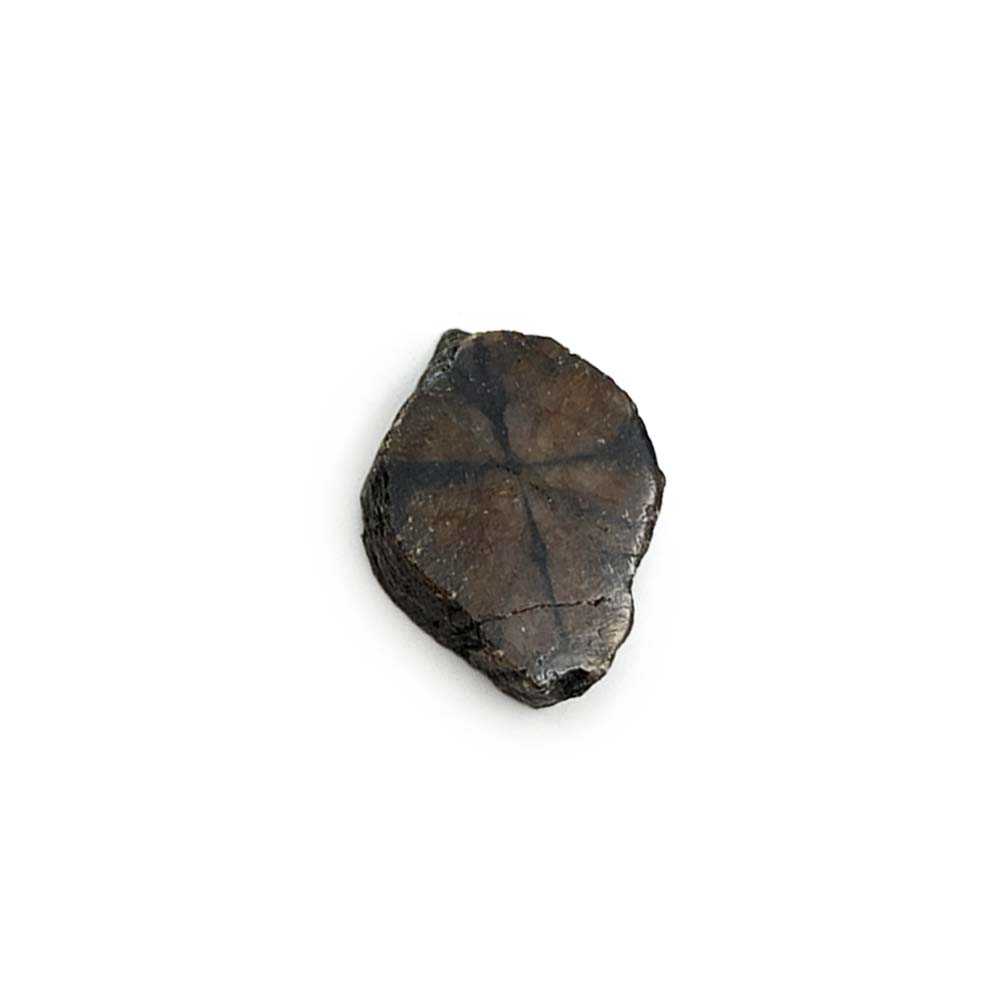 Chiastolite - Pierre Brute Semi Polie