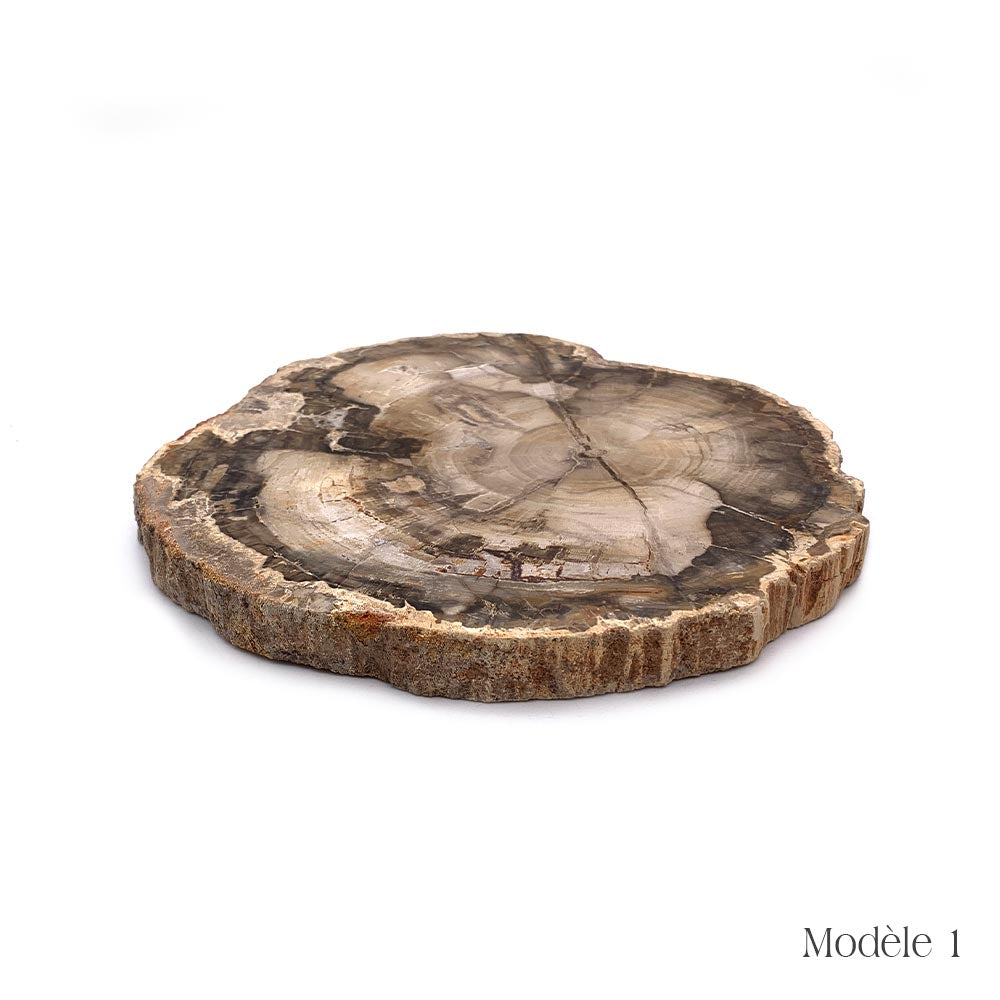 Tranche de Bois Fossilisé