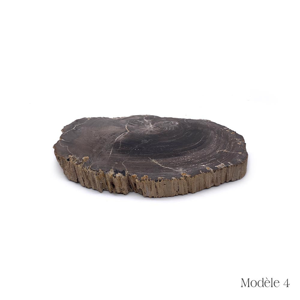Tranche de Bois Fossilisé