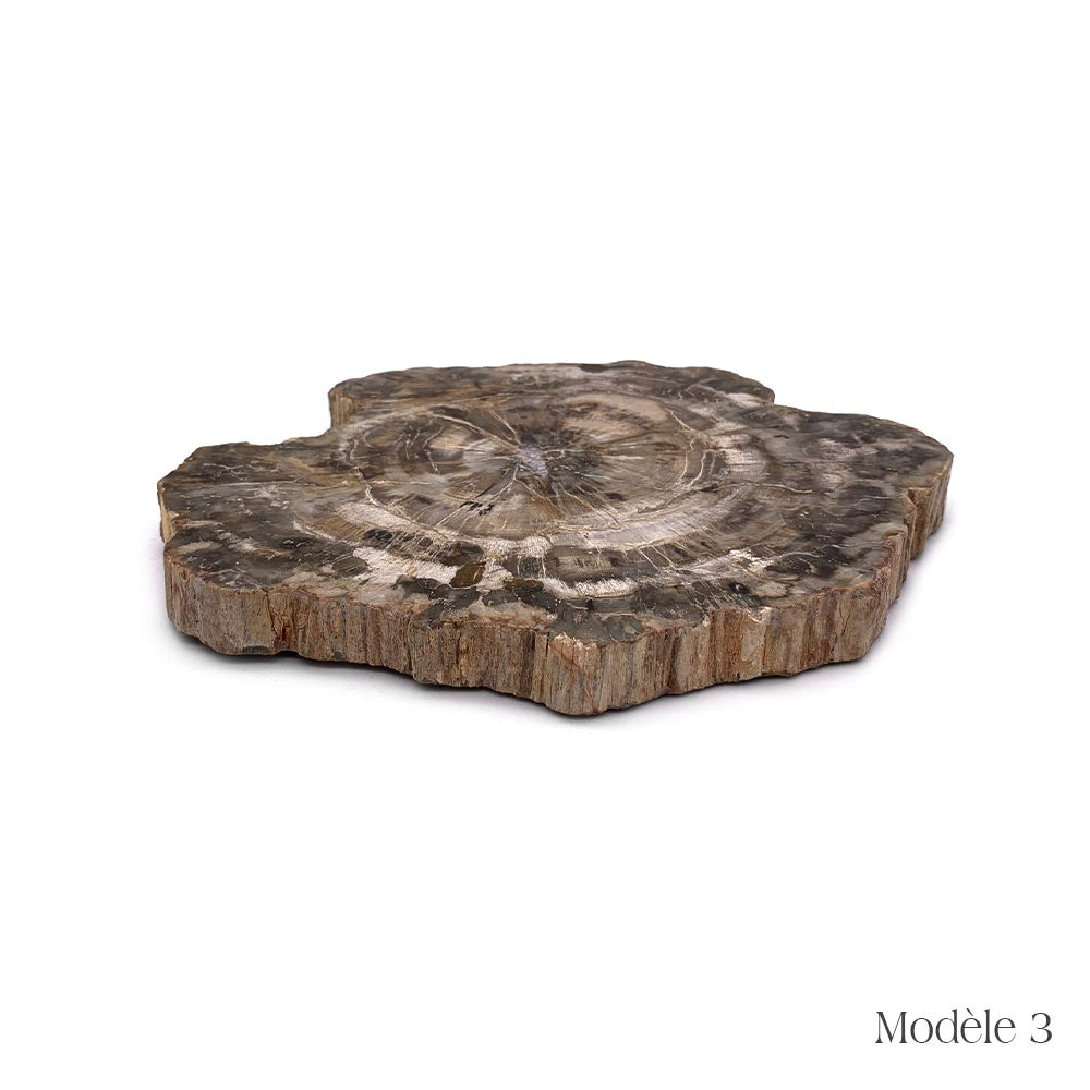 Tranche de Bois Fossilisé