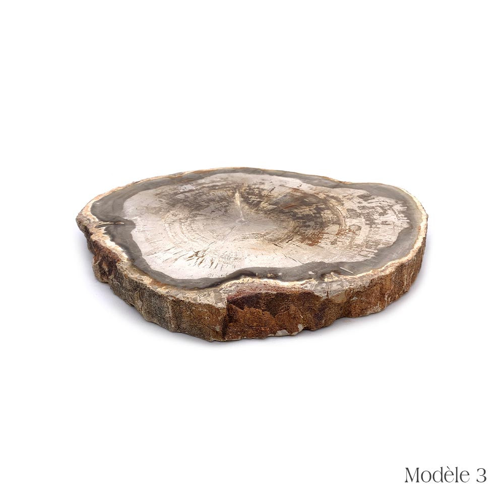 Tranche de Bois Fossilisé