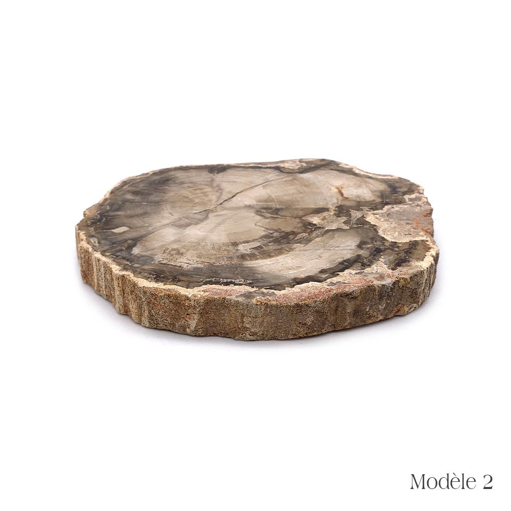 Tranche de Bois Fossilisé