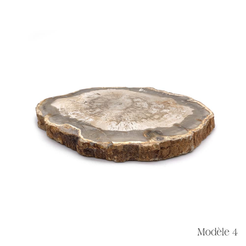 Tranche de Bois Fossilisé