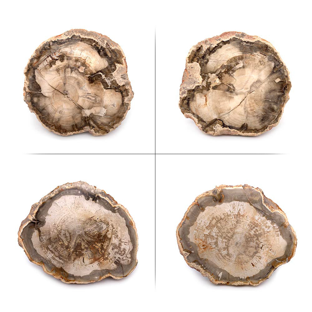 Tranche de Bois Fossilisé