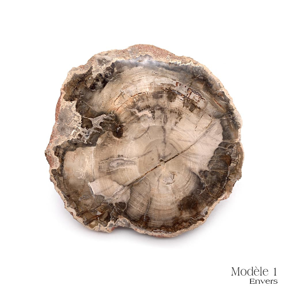 Tranche de Bois Fossilisé