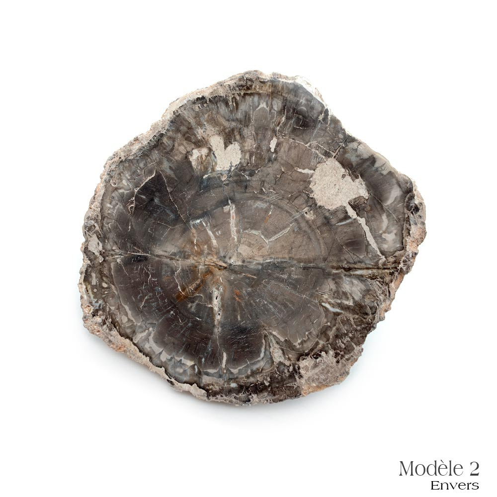 Tranche de Bois Fossilisé