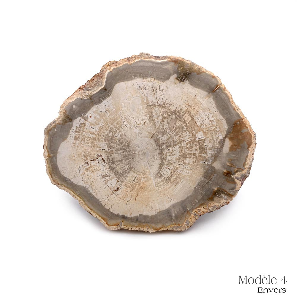 Tranche de Bois Fossilisé