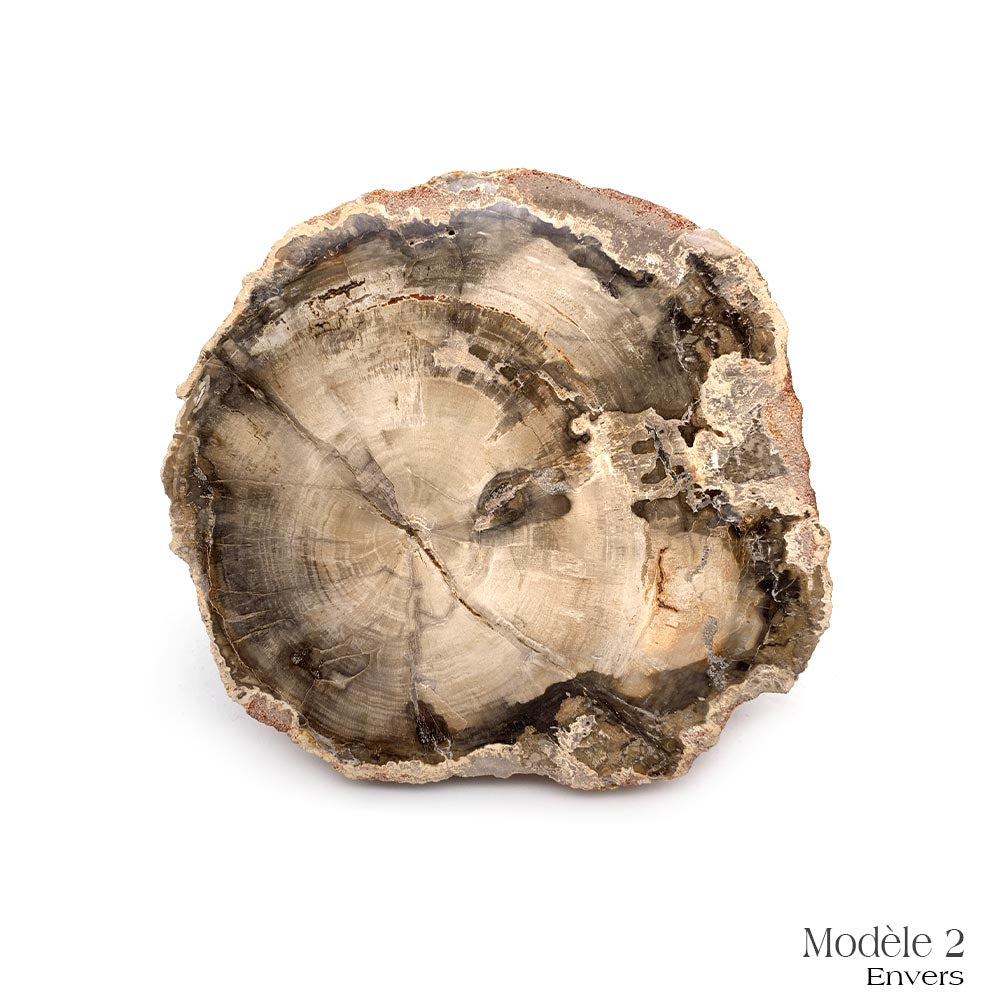 Tranche de Bois Fossilisé
