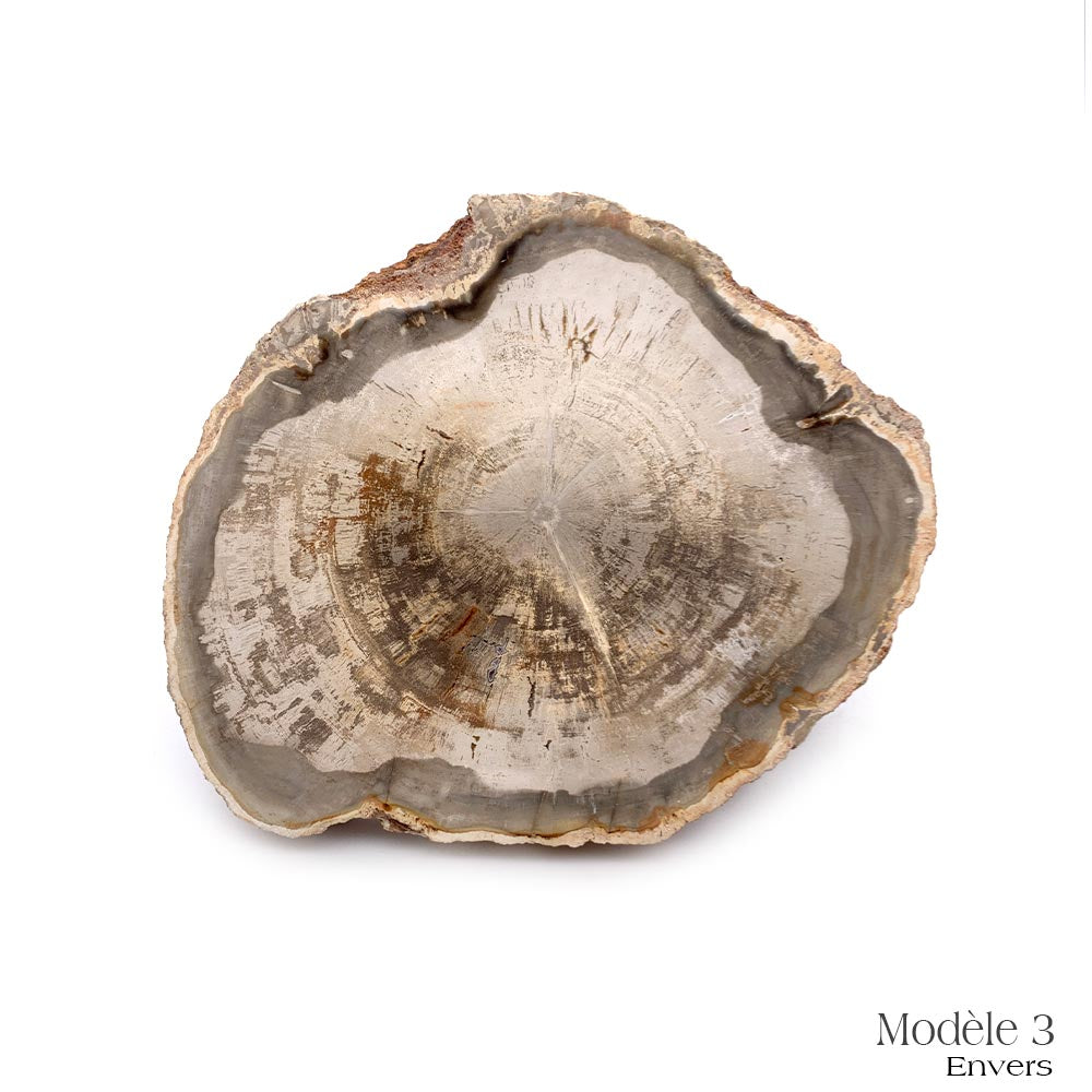 Tranche de Bois Fossilisé