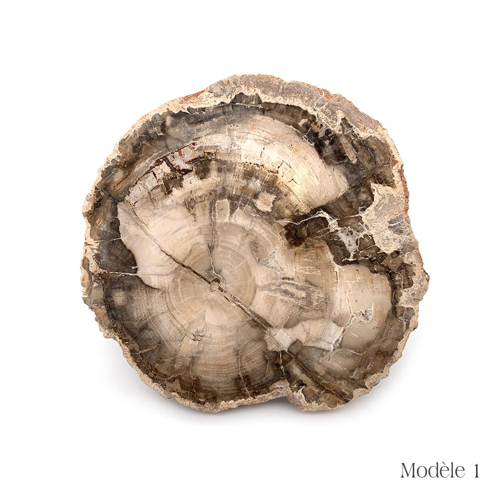Tranche de Bois Fossilisé