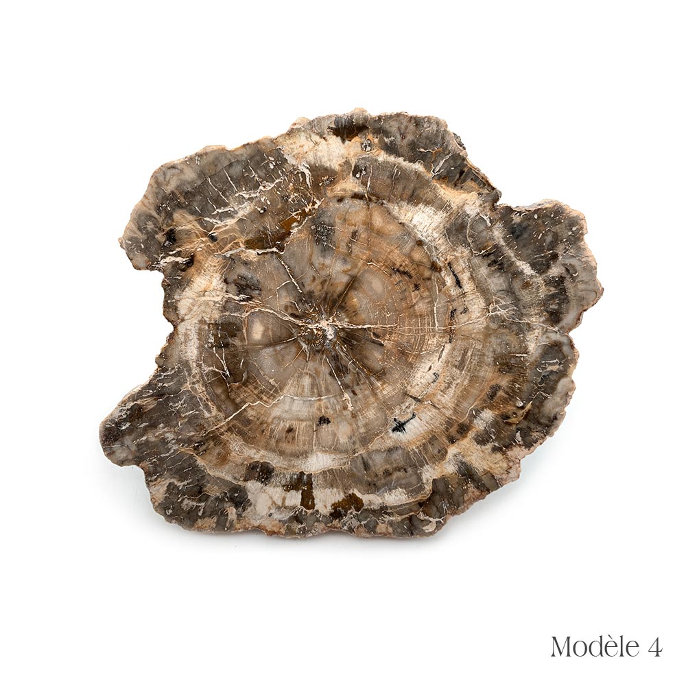 Tranche de Bois Fossilisé
