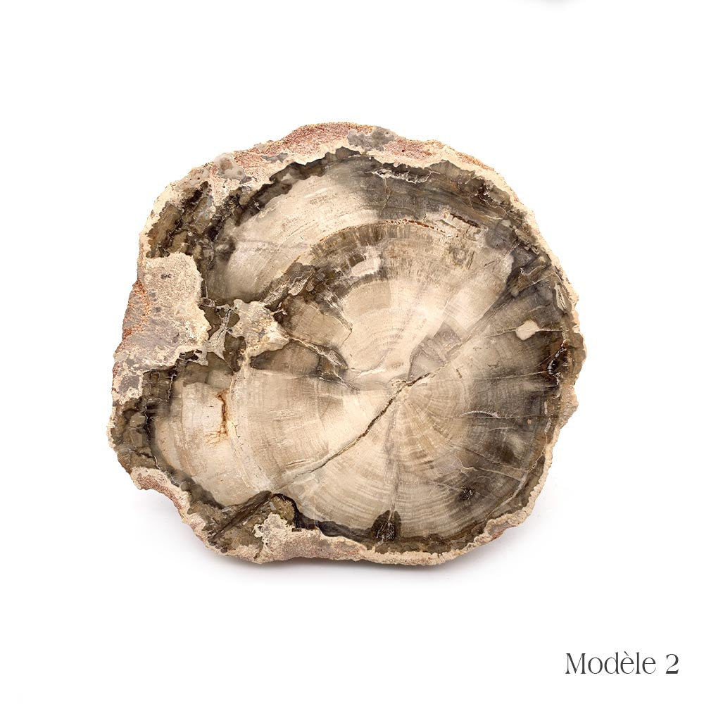 Tranche de Bois Fossilisé