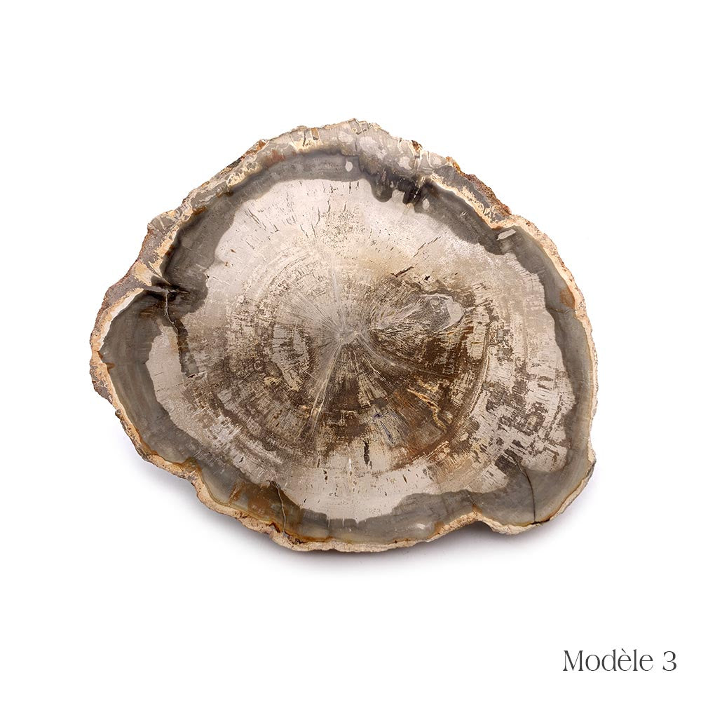 Tranche de Bois Fossilisé