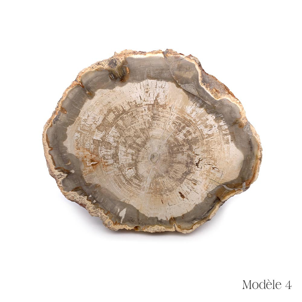 Tranche de Bois Fossilisé
