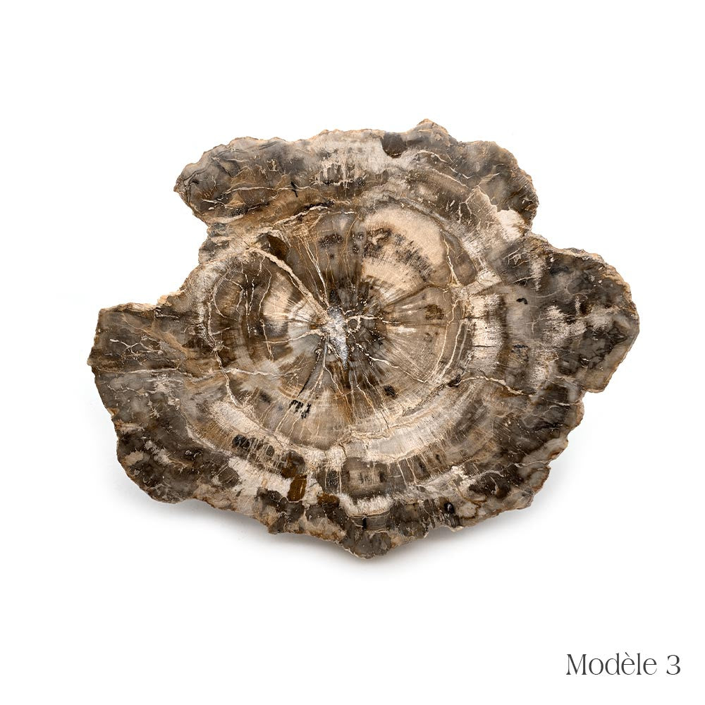 Tranche de Bois Fossilisé