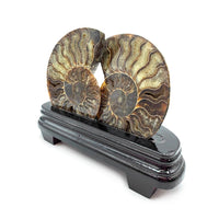 Ammonite Fossilisée sur Support en Bois