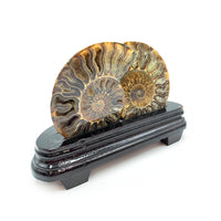 Ammonite Fossilisée sur Support en Bois