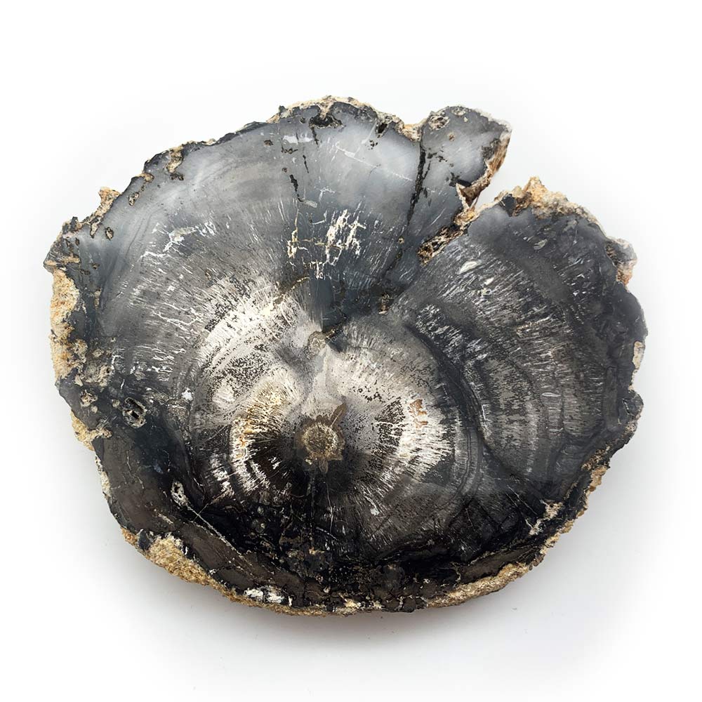 Tranche de Bois Fossilisé