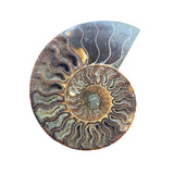 Ammonite Fossilisée sur Support en Bois