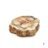 Tranche de Bois Fossilisé