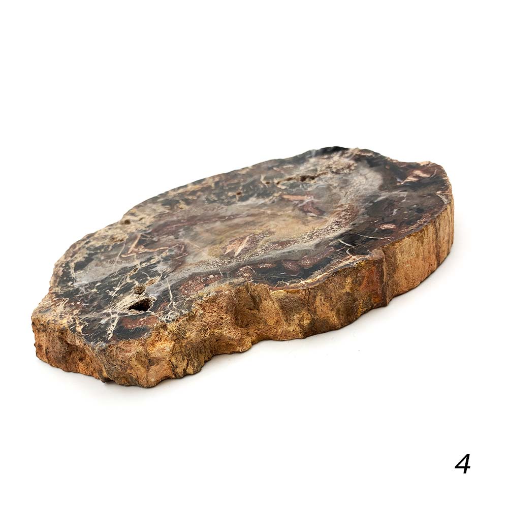 Tranche de Bois Fossilisé