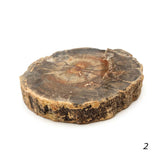 Tranche de Bois Fossilisé