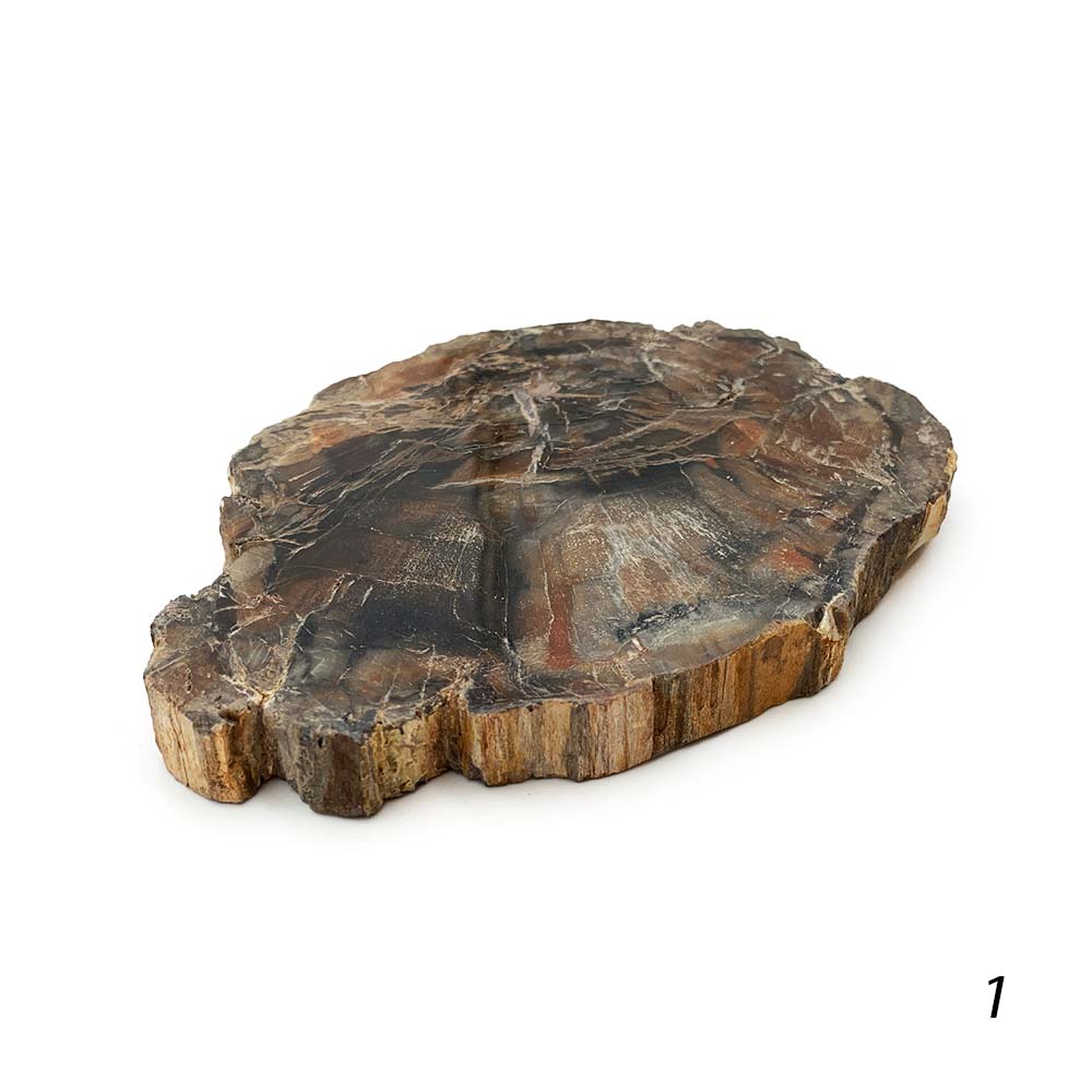 Tranche de Bois Fossilisé