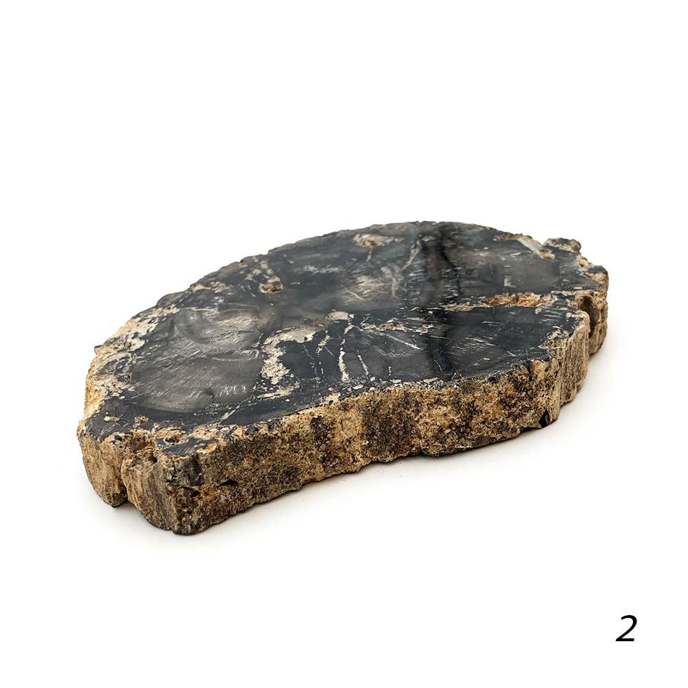 Tranche de Bois Fossilisé