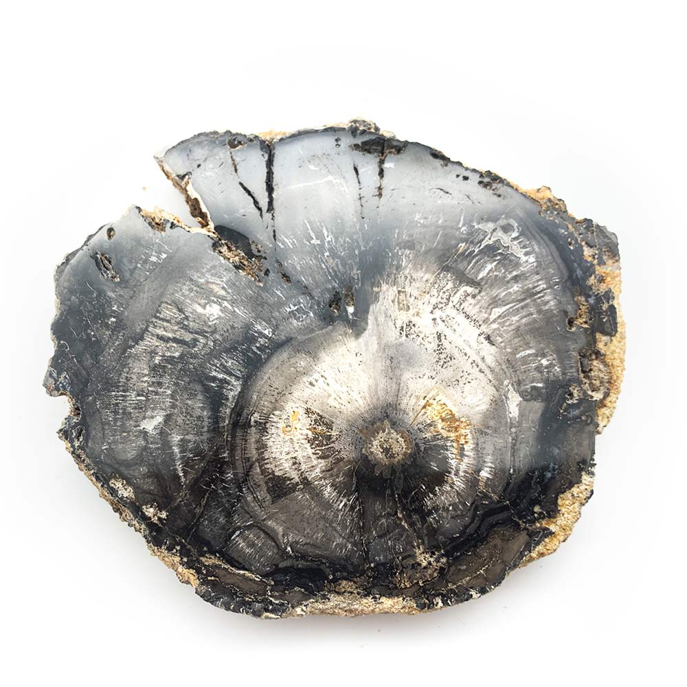 Tranche de Bois Fossilisé