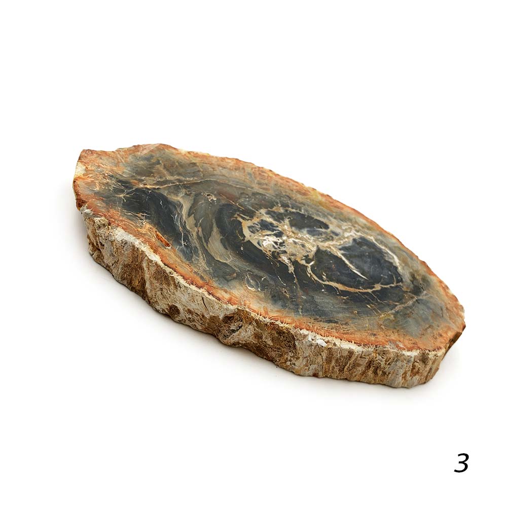 Tranche de Bois Fossilisé