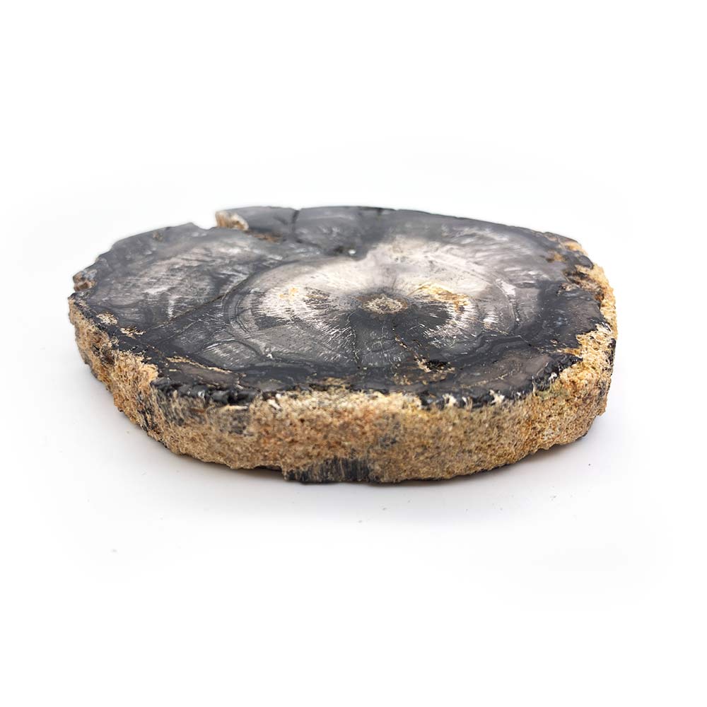 Tranche de Bois Fossilisé