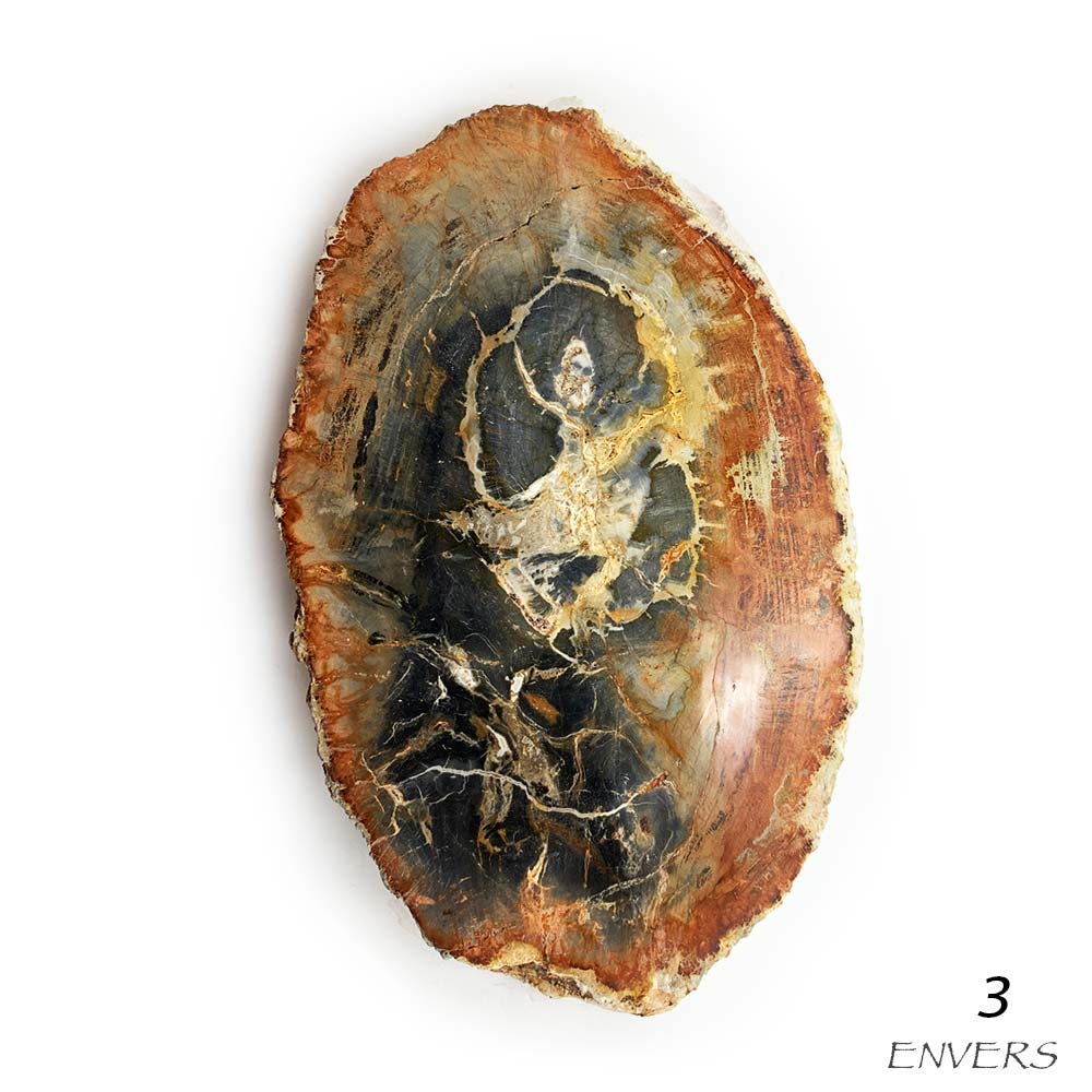 Tranche de Bois Fossilisé