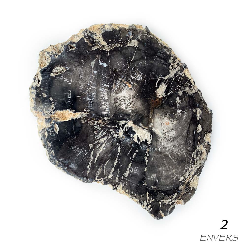 Tranche de Bois Fossilisé