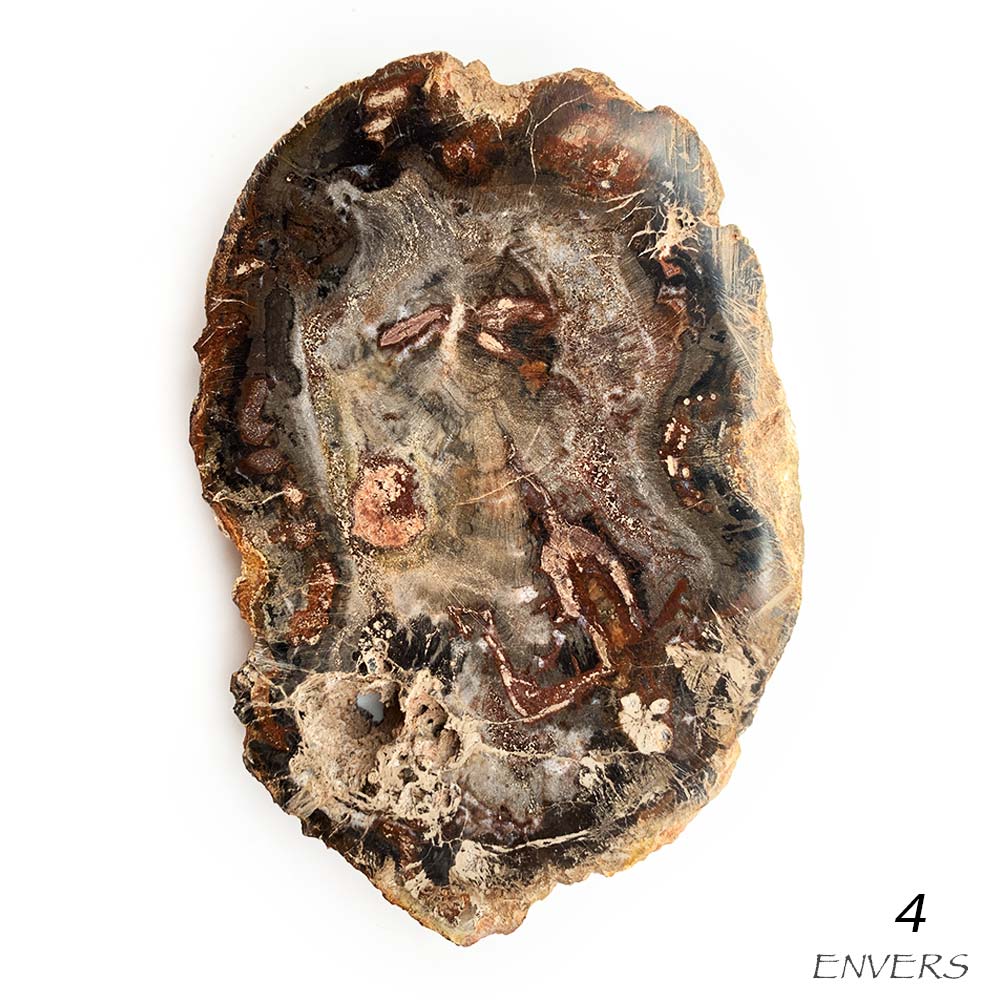 Tranche de Bois Fossilisé
