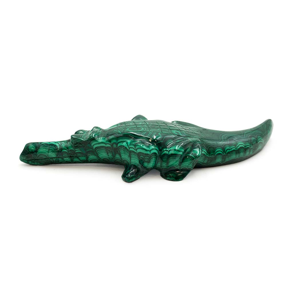 Crocodile en Malachite