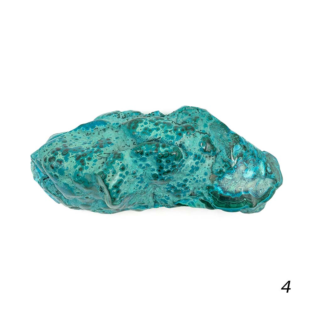 Chrysocolle Polie