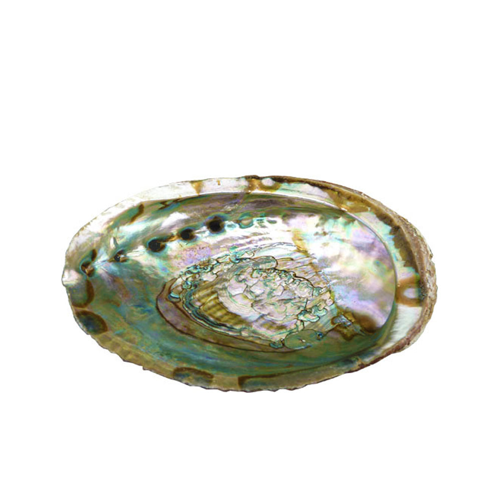 Coquille d'Ormeau 13 - 15 cm