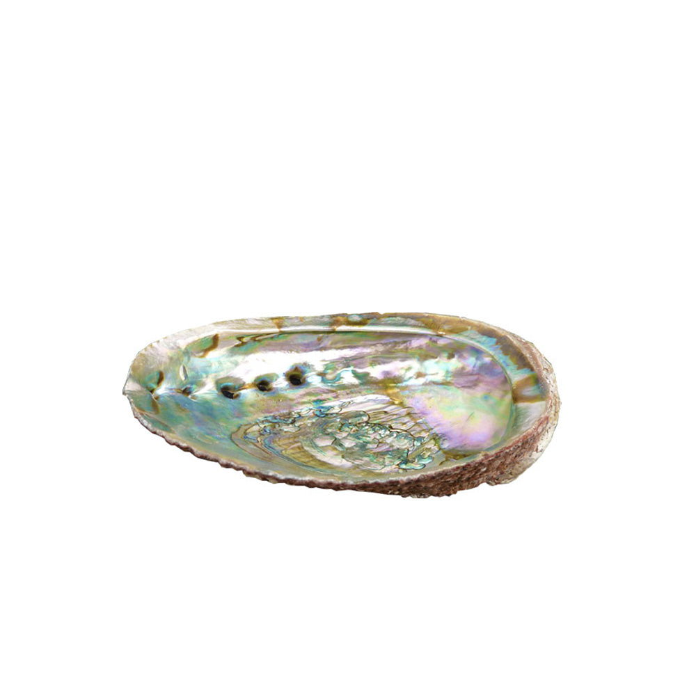 Coquille d'Ormeau 89 cm Karmanissa