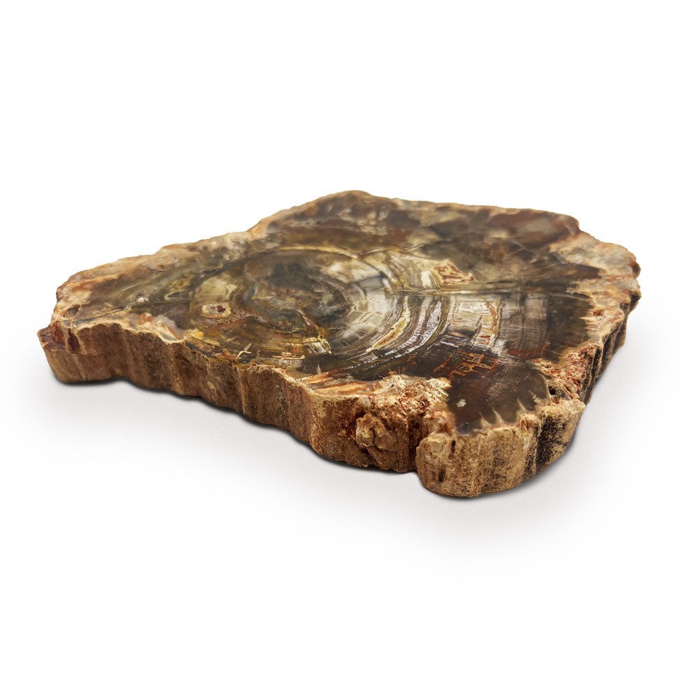 Tranche de Bois Fossilisé