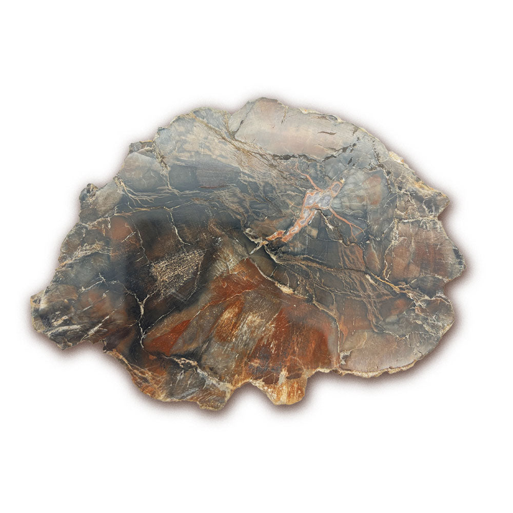 Tranche de Bois Fossilisé
