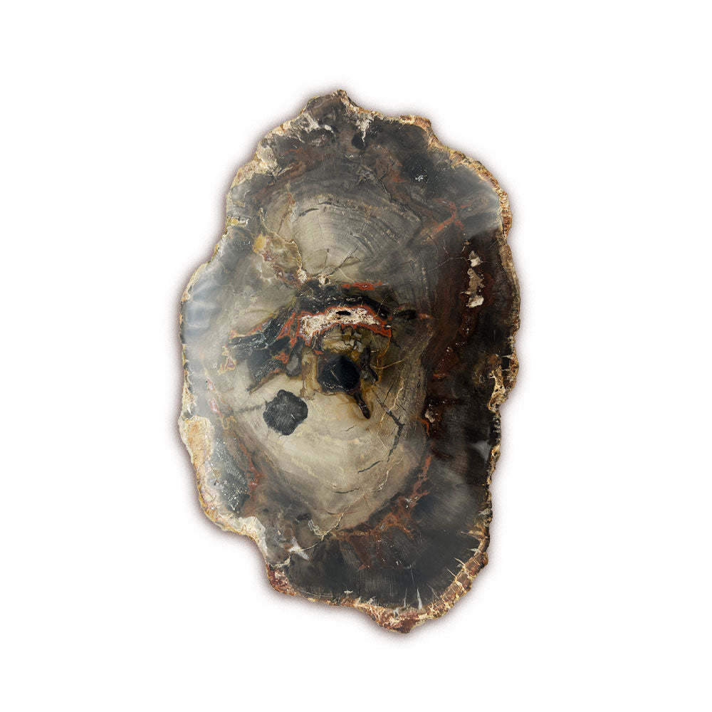 Tranche de Bois Fossilisé