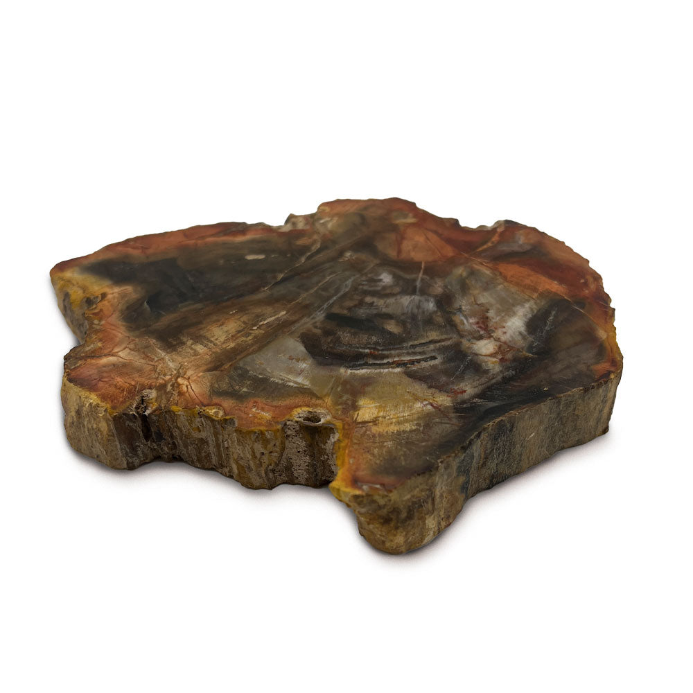 Tranche de Bois Fossilisé