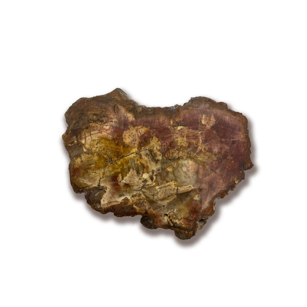 Tranche de Bois Fossilisé
