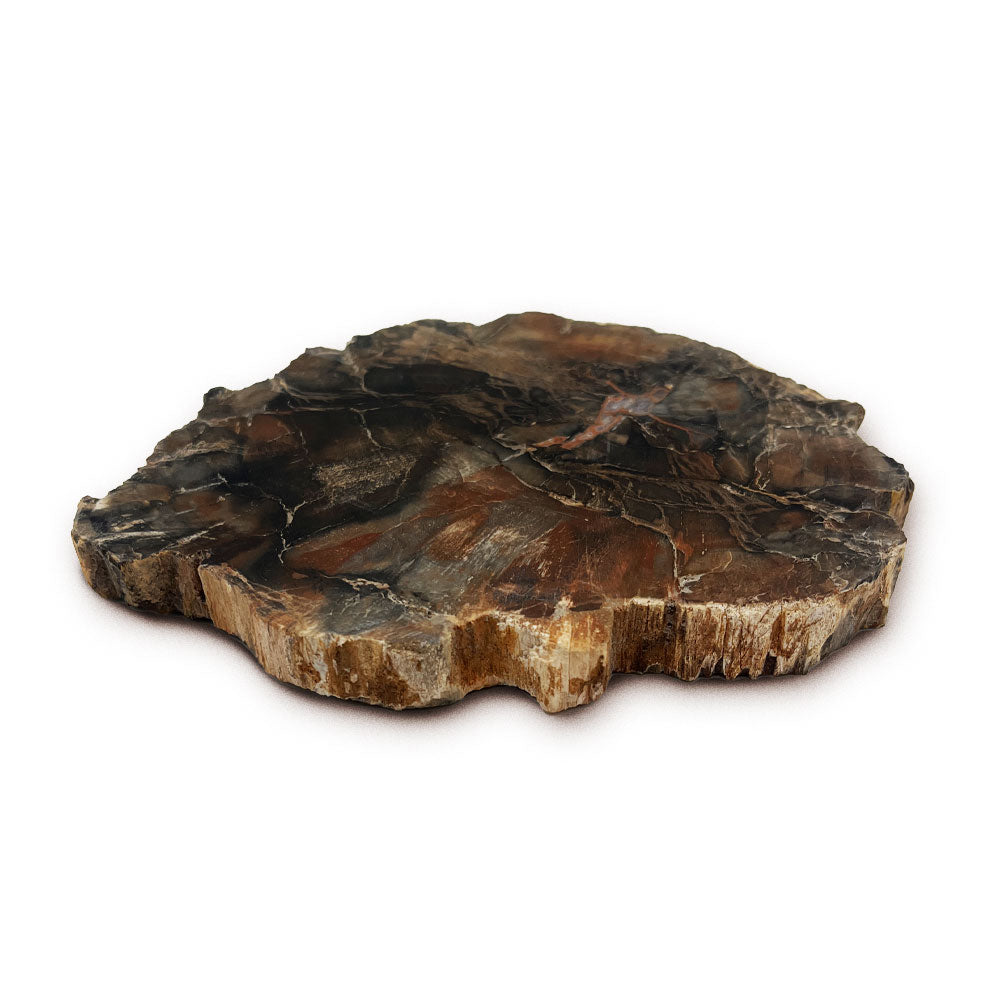 Tranche de Bois Fossilisé
