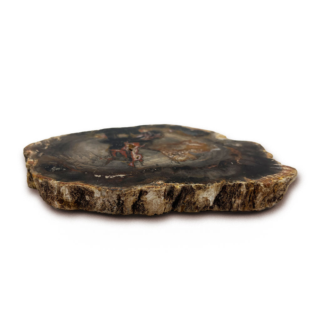 Tranche de Bois Fossilisé