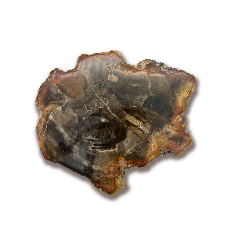 Tranche de Bois Fossilisé