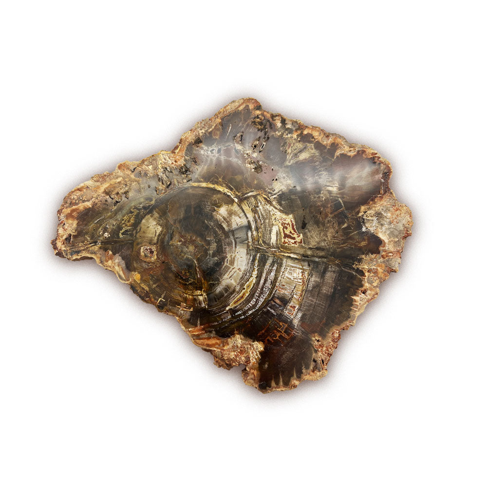Tranche de Bois Fossilisé