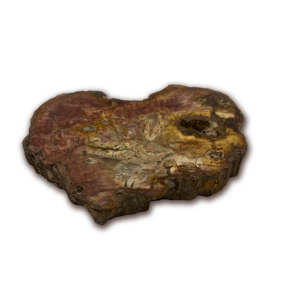 Tranche de Bois Fossilisé